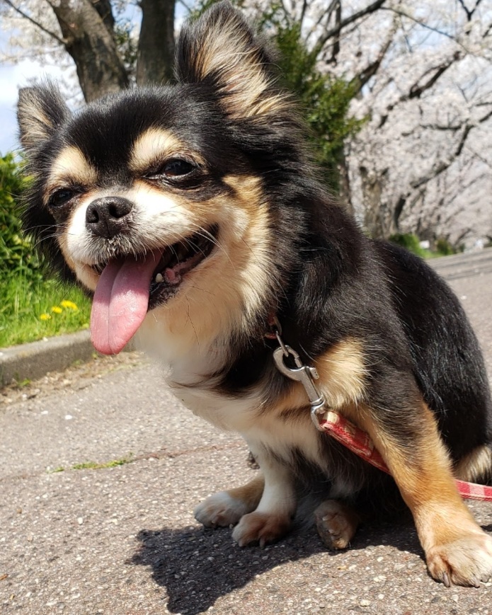 ポルチーニと愉快な仲間達